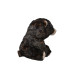TY Beanie Babies Бурий ведмiдь "KODI" 25 cм